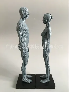 30cm Inimese Kolju Mudel luu-ja Lihaskonna Anatoomia Maali Kunst Skulptuur Õpetamise Meditsiinilise Mudeli Viide