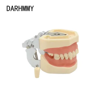 DARHMMY Hambaravi mudeli 28 Hammaste mudel närimiskummi hambaid Õpetamise Mudel Standard Hambaravi Typodont Mudeli Tutvustamine Eemaldatav